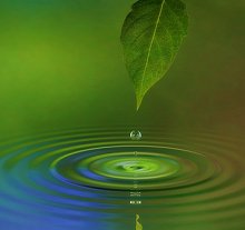 Contact Details and Links. Library Image: Leaf and Water