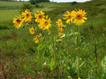 About Homeopathy. Arnica Montana