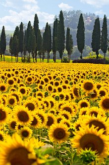News. Library Image: Sunflower Field
